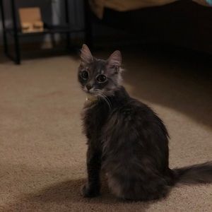 Meet your Posher, Payton